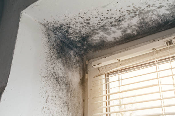 Affordable Mold Cleanup solutions in Clifton, TN